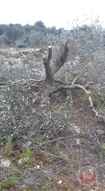 للمره الثانية... المستوطنون يقطعون 60 شجرة زيتون معمرة بسلفيت