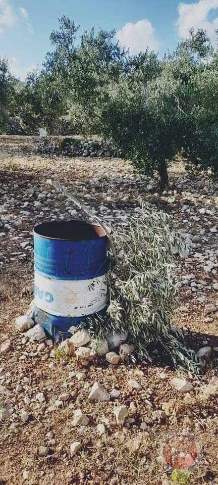 مستوطنون يقطعون أكثر من 30 شجرة زيتون غرب سلفيت