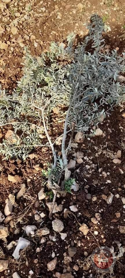 مستوطنون يقطعون أكثر من 30 شجرة زيتون غرب سلفيت