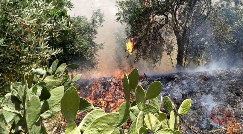 مستوطنون يشعلون النيران في أشجار زيتون بالخليل