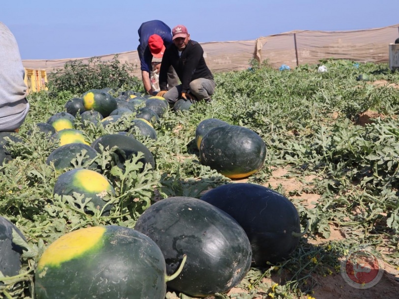 افتتاح موسم البطيخ بغزة