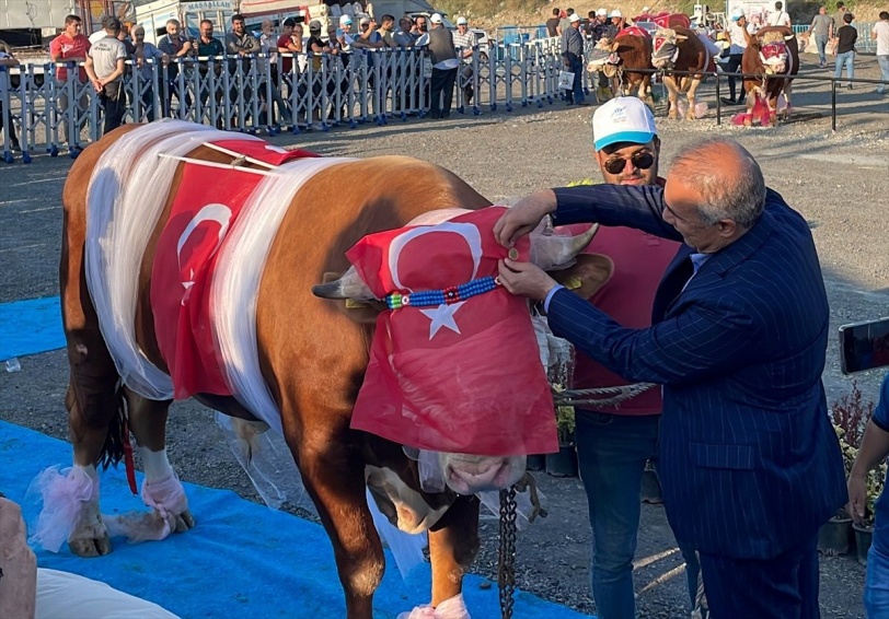 اختيار "ملك جمال" الأضاحي الكبيرة في إسطنبول (صور)