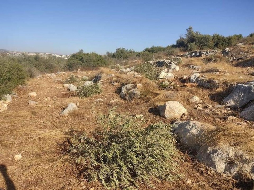مستوطنون يقتلعون 60 شجرة زيتون غرب سلفيت