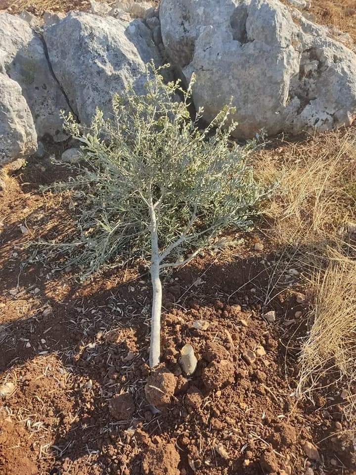 مستوطنون يقتلعون 60 شجرة زيتون غرب سلفيت