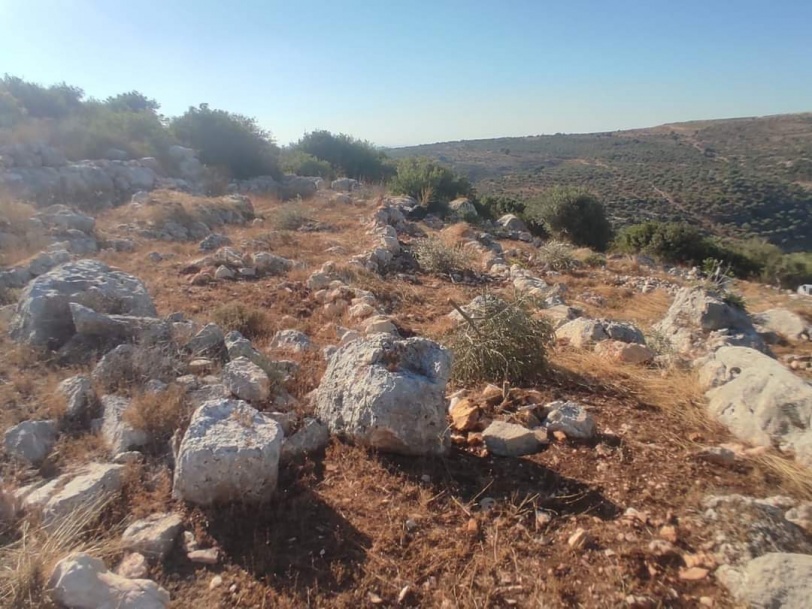 مستوطنون يقتلعون 60 شجرة زيتون غرب سلفيت