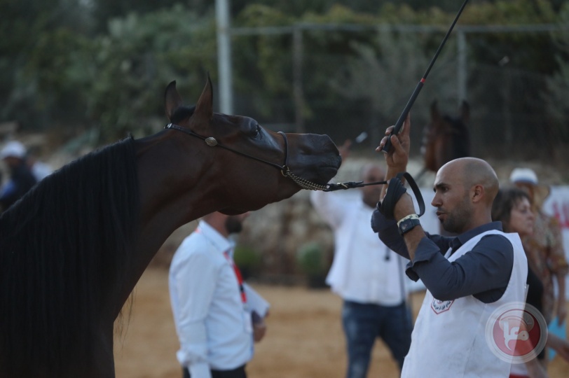اسدال الستار على بطولة خليل الرحمن الثامنة لجمال الخيول العربية الاصيلة