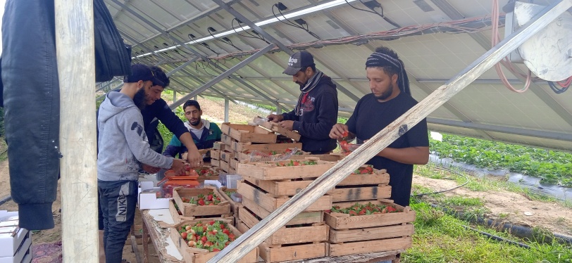 مزارعون بيت لاهيا في مواجهة مرض يهدد موسم الفراولة