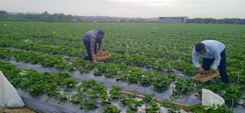 مزارعون بيت لاهيا في مواجهة مرض يهدد موسم الفراولة