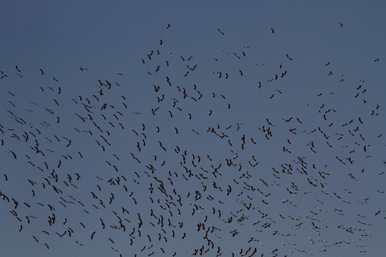 "التعليم البيئي" ينشر مُعطيات حول هجرة الطيور الخريفية