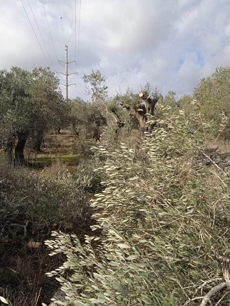 الاحتلال يواصل تجريف اراضي كفل حارس ويقكع عشرات اشجار الزيتون 
