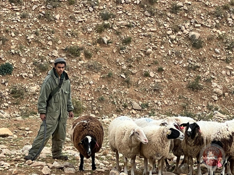 مستوطنون يدمرون محاصيل المزارعين في مسافر يطا