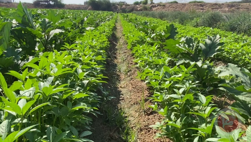 لمواجهة التجويع.. العربية لحماية الطبيعة تزرع مع 162 مزارعا "محصول غزة المقاوم" على 400 دونم في القطاع