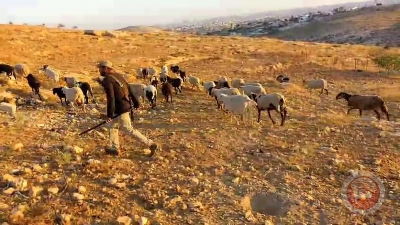 عصابات المستوطنين تقتل وتهدم وتستمر في التهويد بمسافر يطا 