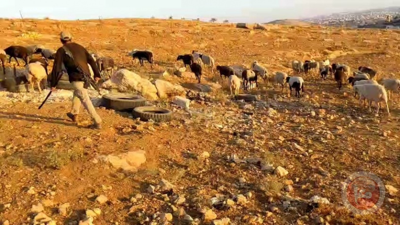 عصابات المستوطنين تقتل وتهدم وتستمر في التهويد بمسافر يطا 