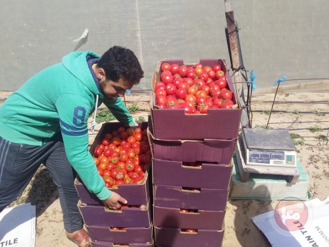 القطاع الزراعي في الشبكة يقدم الخضروات الطازجة لمراكز الحجر بقطاع غزة