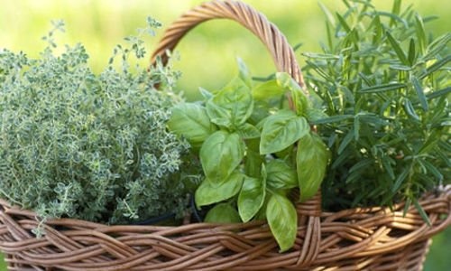 الزعتر علاج واعد لحب الشباب