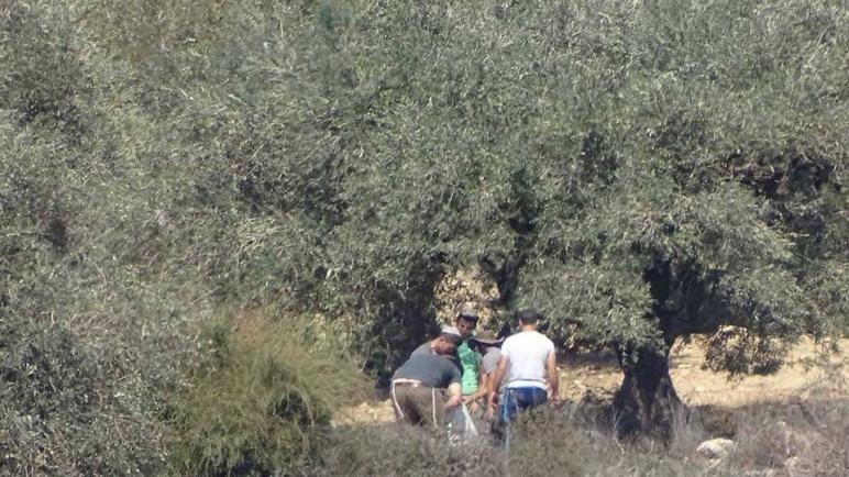 Occupation forces attack olive pickers in Wadi Fukin, west of Bethlehem