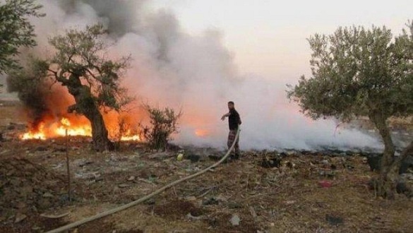 احتراق 30 شجرة زيتون في 5 حرائق في جنين