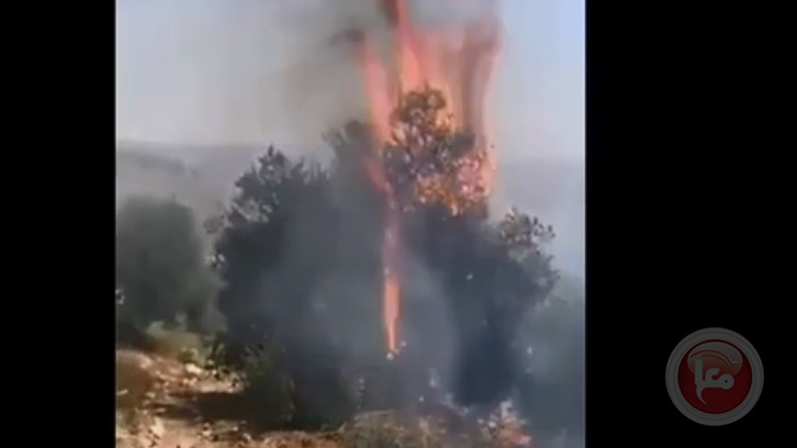 شاهد- مستوطن يحرق عشرات الدونمات الزراعية جنوب نابلس 