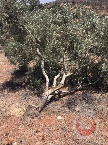 Settlers bulldoze and uproot old trees west of Salfit