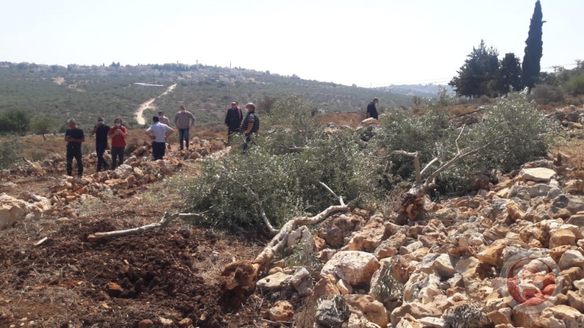 مستوطنون يقطعون أشجار زيتون ويهدمون سلاسل حجرية في حوسان 