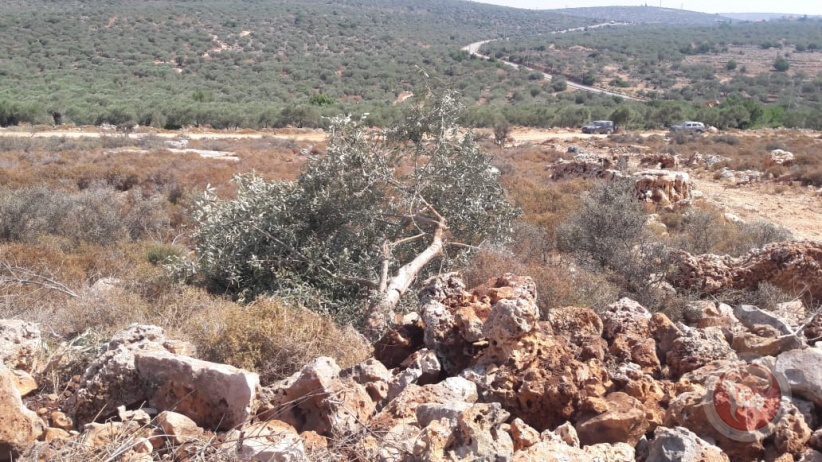 مستوطنون يقطعون أشجار زيتون معمرة في كفر الديك