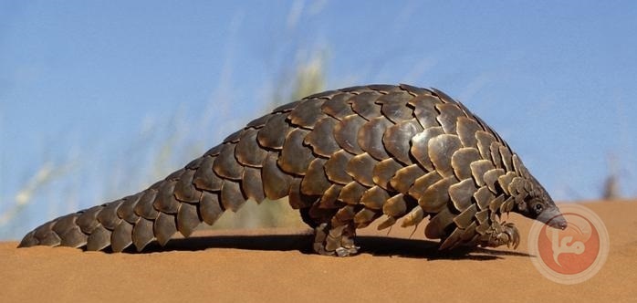 آكل النمل مهدد بالانقراض لاتهامه بنشر كورونا