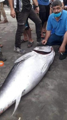 غزة: اصطياد سمكة تونة بوزن 100 كيلو جرام