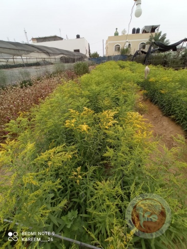 الخسائر تلاحق مزارع الورود بغزة في زمن كورونا