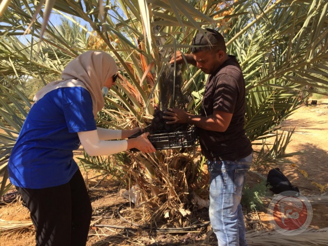 13 ألف طن من التمور الفلسطينية تنتظر انتهاء جائحة كورونا