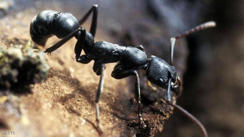 لتفادي المخاطر.. نوع من النمل يفاجئ العلماء
