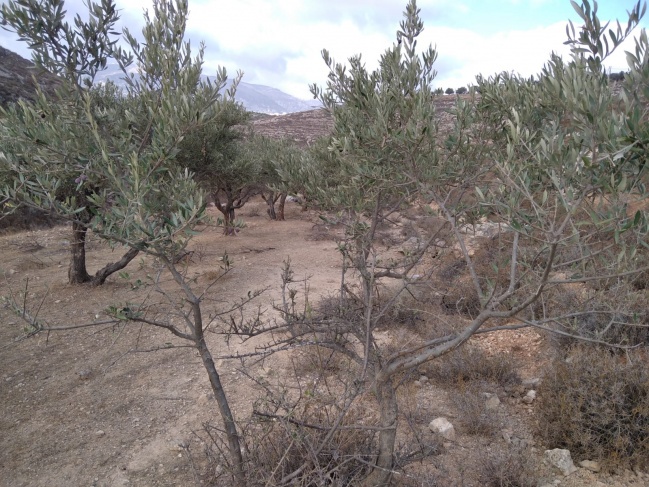 مستوطنون يسرقون ثمار اشجار زيتون في دير الحطب شرق نابلس