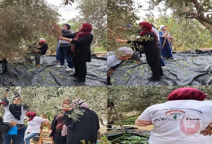 اتحاد لجان العمل النسائي ينظم حملة تطوعية لقطف الزيتون في طولكرم