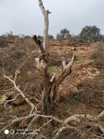 مستوطنون يعدمون 38 شجرة زيتون معمرة في اراضي ياسوف