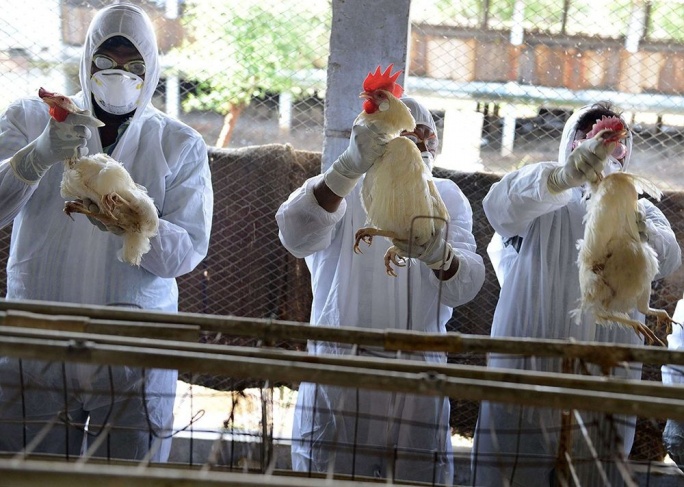 الدنمارك تعتزم إعدام 9 آلاف دجاجة بسبب انفلونزا الطيور