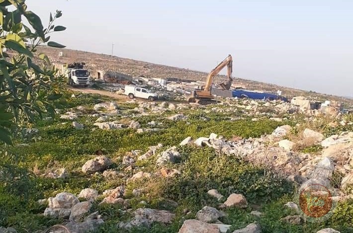 اقتلاع أكثر من ألف شجرة وشتلة زيتون غرب سلفيت