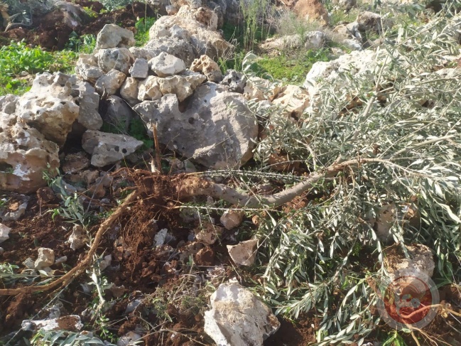جرافات الاحتلال تعدم 3400 شجرة زيتون ولوزيات وعنب في ديربلوط