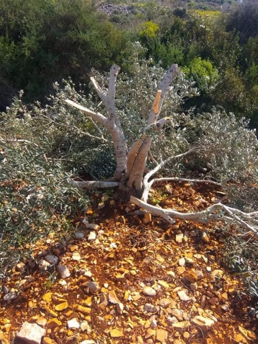Salfit: Settlers cut down old trees in Yasuf