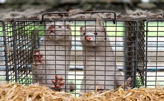 بولندا: اكتشاف سلالة خطيرة من «كورونا» في حيوان المنك