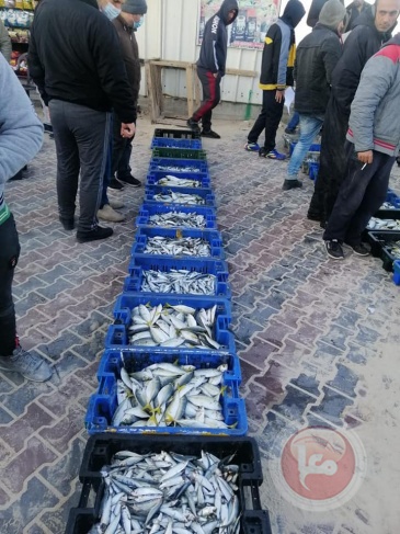 إسرائيل توقف تصدير الأسماك من غزة للضفة