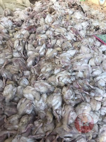 حريق بمزرعة دواجن يؤدي لنفوق 6 ألاف صوص