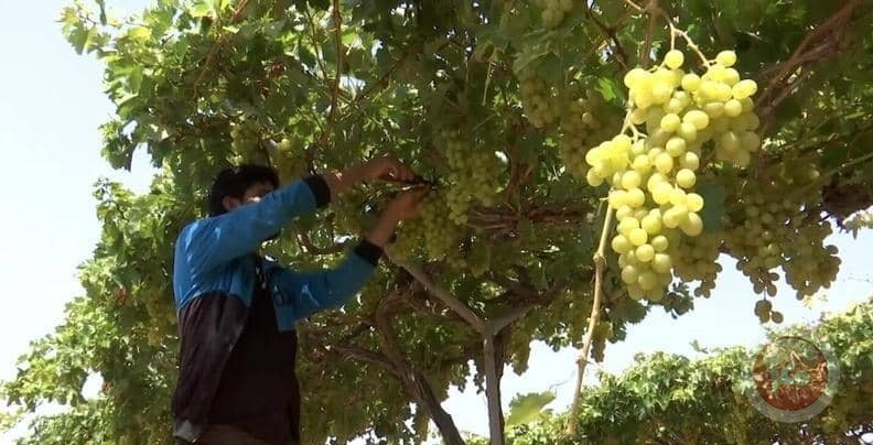 لأول مرة بغزة حفظ العنب بالتبريد رغم انقطاع الكهرباء