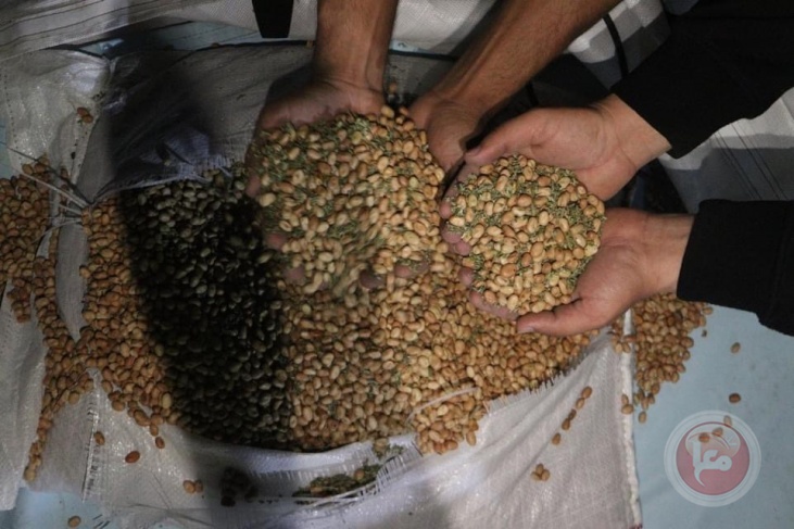 غزة- ضبط كمية من الماريجوانا المخدرة عبر معبر كرم أبو سالم