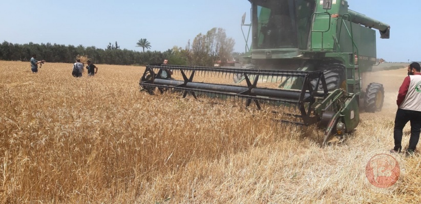 الزراعة بغزة تفتتح موسم حصاد القمح للعام 2020-2021
