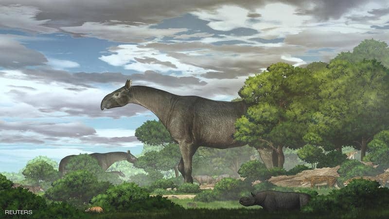  عاش قبل 26 مليون سنة.. اكتشاف حفريات &quot;وحيد قرن بلا قرن&quot;
