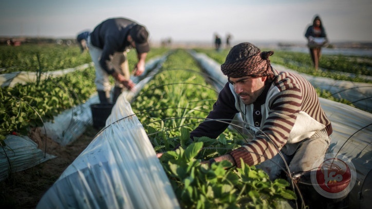 زراعة غزة تكشف حجم الخسائر بسبب اغلاق الاحتلال للمعابر 