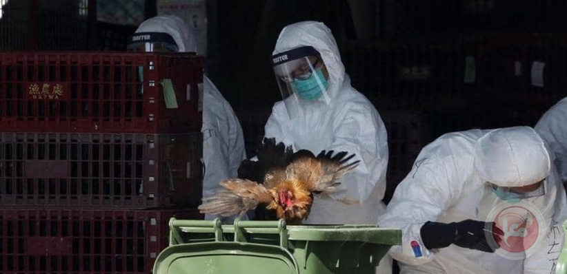 الصين تسجل أول إصابة بشرية بسلالةٍ جديدة لإنفلونزا الطيور 
