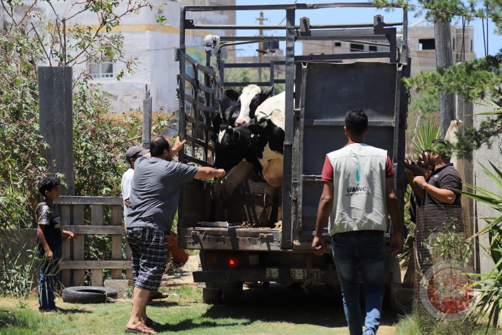 العمل الزراعي يطور من عمل مربيات الأبقار الحلوب بتوزيع سلالات جديدة
