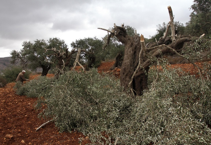 مستوطنون يقطعون عشرات أشجار الزيتون المعمرة جنوب غرب بيت لحم