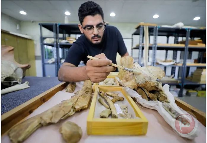 عاش قبل 43 مليون سنة: اكتشاف حوت باربع ارجل في مصر